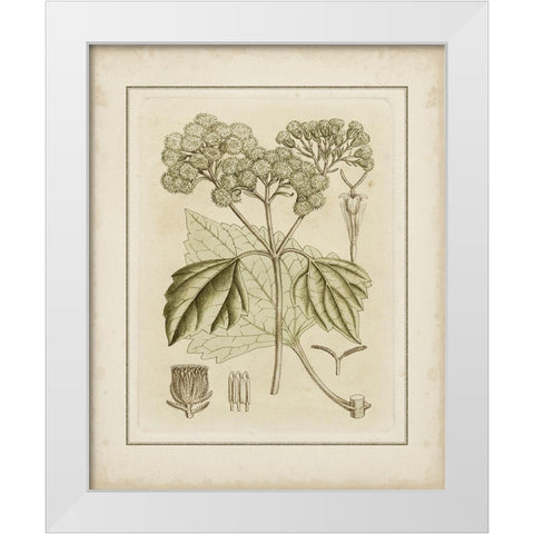 Tinted Botanical IV  White Modern Wood Framed Art Print by Curtis