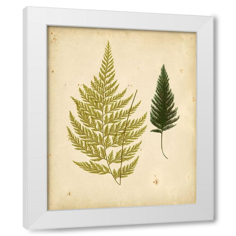 Cottage Ferns I White Modern Wood Framed Art Print by Lowe