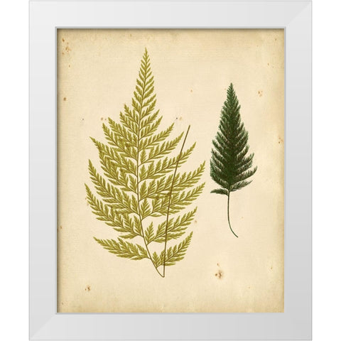 Cottage Ferns I White Modern Wood Framed Art Print by Lowe