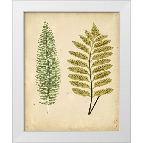 Cottage Ferns II White Modern Wood Framed Art Print by Lowe