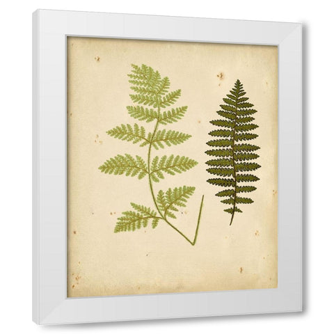 Cottage Ferns III White Modern Wood Framed Art Print by Lowe