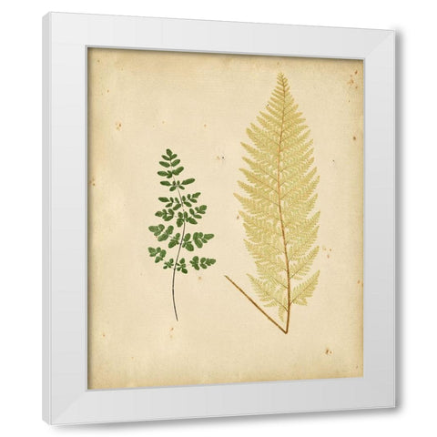 Cottage Ferns IV White Modern Wood Framed Art Print by Lowe