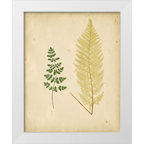 Cottage Ferns IV White Modern Wood Framed Art Print by Lowe