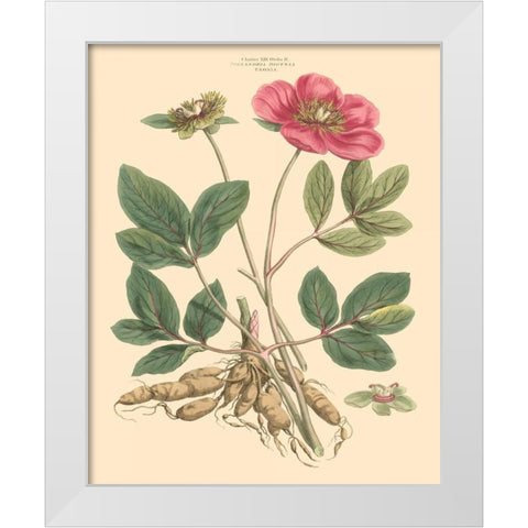Blushing Pink Florals I White Modern Wood Framed Art Print by Miller, John