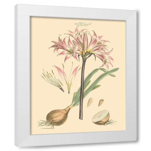 Blushing Pink Florals II White Modern Wood Framed Art Print by Miller, John