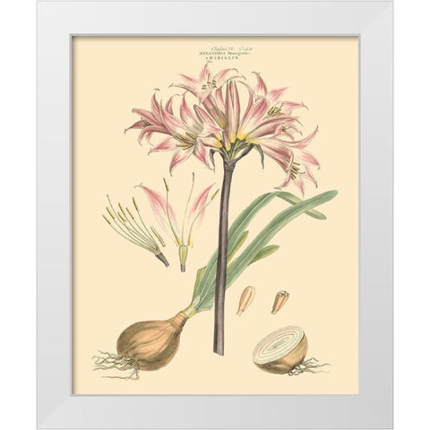 Blushing Pink Florals II White Modern Wood Framed Art Print by Miller, John
