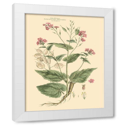 Blushing Pink Florals VII White Modern Wood Framed Art Print by Miller, John