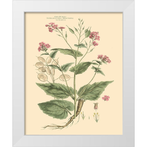 Blushing Pink Florals VII White Modern Wood Framed Art Print by Miller, John