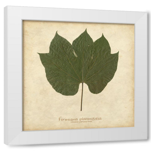 Chinese Parasol Tree White Modern Wood Framed Art Print by Davis, Becky