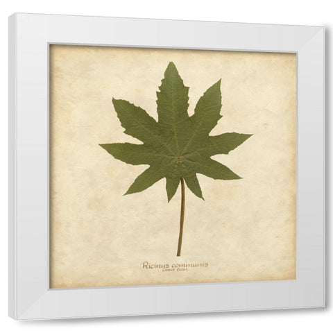 Castor Bean White Modern Wood Framed Art Print by Davis, Becky