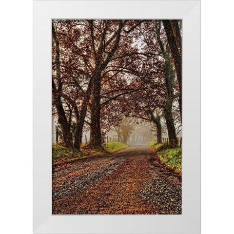 Morning on Sparks Lane II White Modern Wood Framed Art Print by Head, Danny