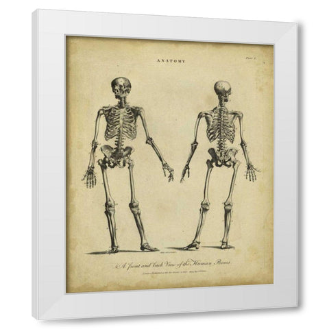 Anatomy Study I White Modern Wood Framed Art Print by Wilkes