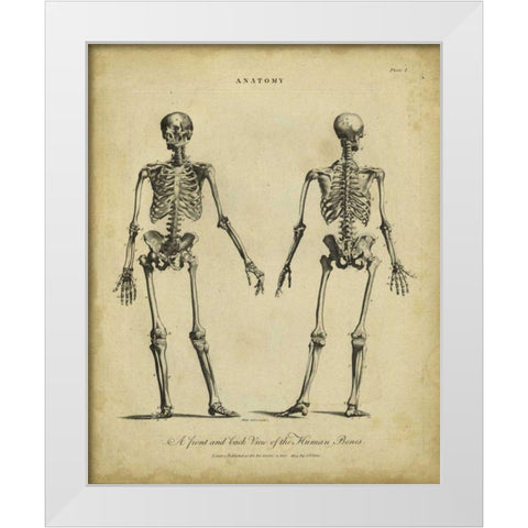 Anatomy Study I White Modern Wood Framed Art Print by Wilkes