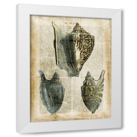 Antiquarian Seashells I White Modern Wood Framed Art Print by Vision Studio
