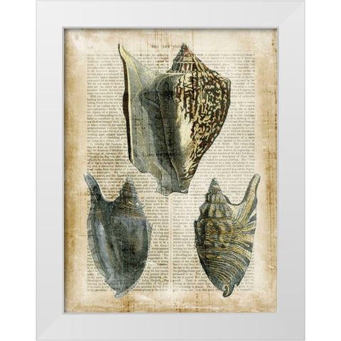 Antiquarian Seashells I White Modern Wood Framed Art Print by Vision Studio