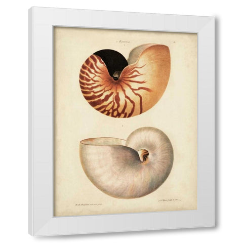 Antique Nautilus I White Modern Wood Framed Art Print by Knorr
