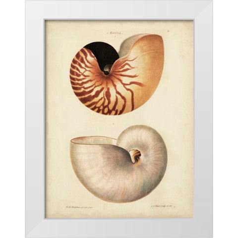 Antique Nautilus I White Modern Wood Framed Art Print by Knorr