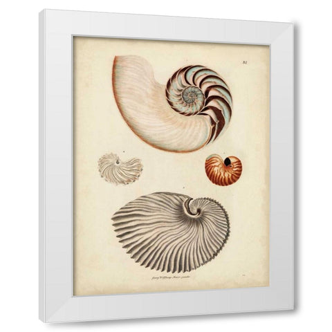 Antique Nautilus II White Modern Wood Framed Art Print by Knorr