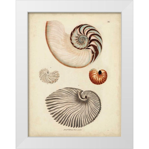 Antique Nautilus II White Modern Wood Framed Art Print by Knorr