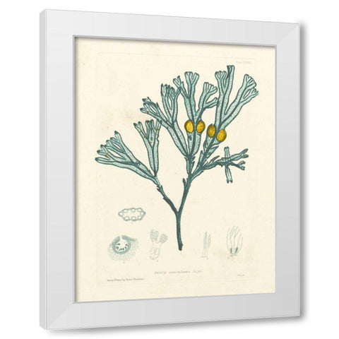 Luminous Seaweed II White Modern Wood Framed Art Print by Bradbury, Henry