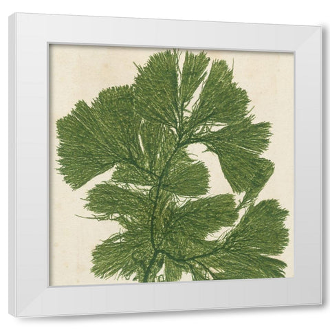 Brilliant Seaweed IV White Modern Wood Framed Art Print by Vision Studio