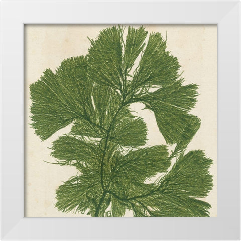 Brilliant Seaweed IV White Modern Wood Framed Art Print by Vision Studio