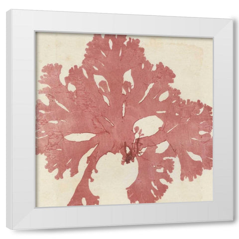Brilliant Seaweed V White Modern Wood Framed Art Print by Vision Studio