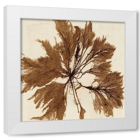 Brilliant Seaweed VI White Modern Wood Framed Art Print by Vision Studio