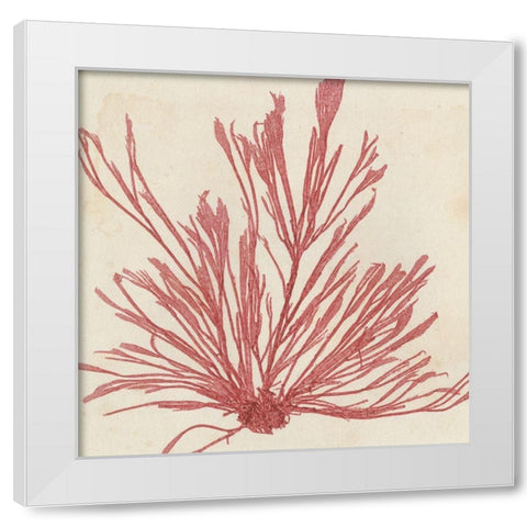 Brilliant Seaweed IX White Modern Wood Framed Art Print by Vision Studio