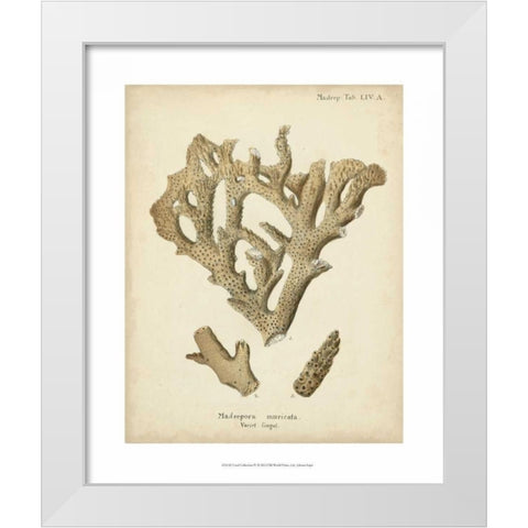 Coral Collection IV White Modern Wood Framed Art Print by Esper, Johann