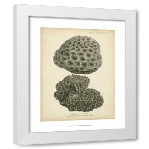 Coral Collection V White Modern Wood Framed Art Print by Esper, Johann