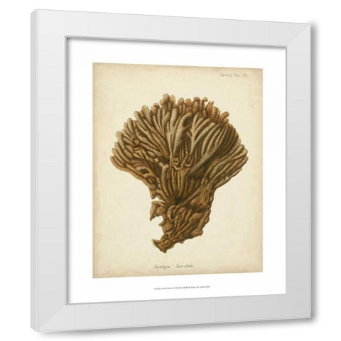 Coral Collection VI White Modern Wood Framed Art Print by Esper, Johann