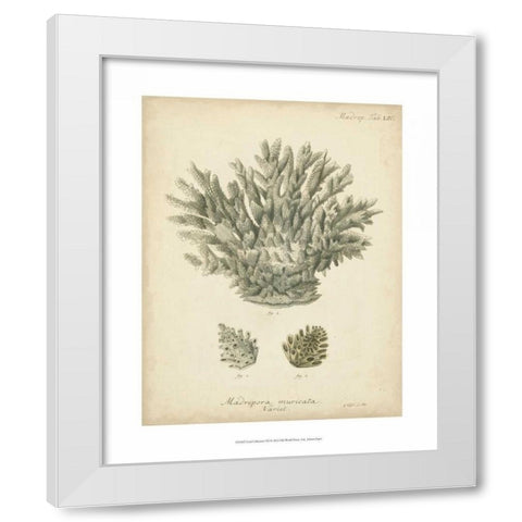 Coral Collection VII White Modern Wood Framed Art Print by Esper, Johann