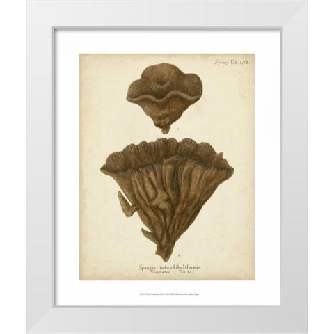 Coral Collection VIII White Modern Wood Framed Art Print by Esper, Johann