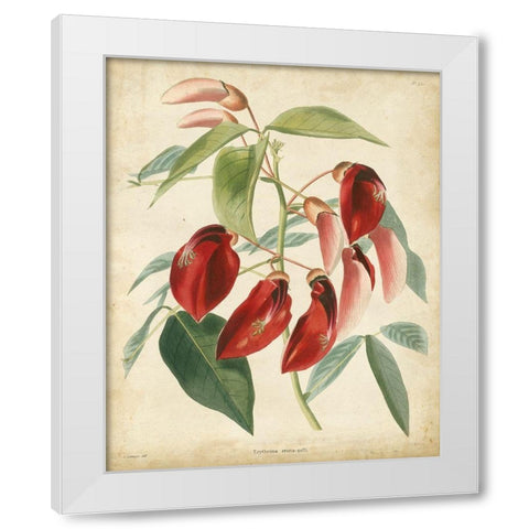 Tropical Floral I White Modern Wood Framed Art Print by Edmonston and Douglas