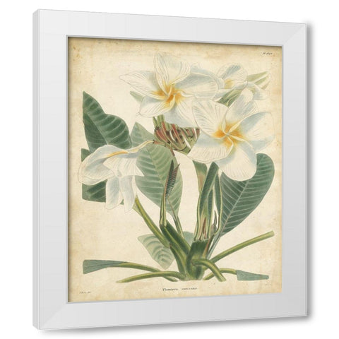 Tropical Floral II White Modern Wood Framed Art Print by Edmonston and Douglas