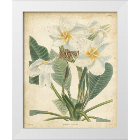 Tropical Floral II White Modern Wood Framed Art Print by Edmonston and Douglas