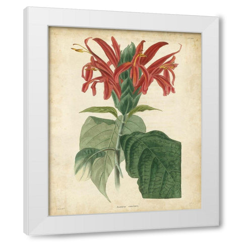 Tropical Floral V White Modern Wood Framed Art Print by Edmonston and Douglas