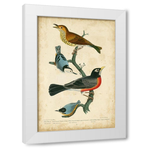 Wilsons Wood Thrush White Modern Wood Framed Art Print by Wilson, Alexander