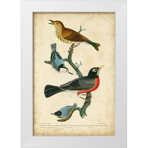 Wilsons Wood Thrush White Modern Wood Framed Art Print by Wilson, Alexander