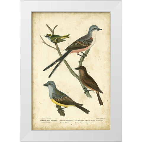 Wilsons Flycatcher White Modern Wood Framed Art Print by Wilson, Alexander