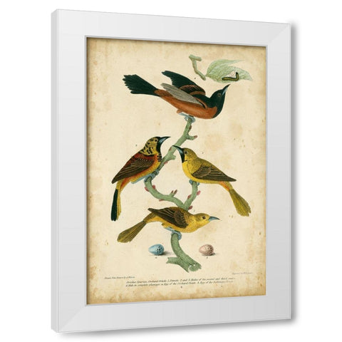 Wilsons Orchard Oriole White Modern Wood Framed Art Print by Wilson, Alexander