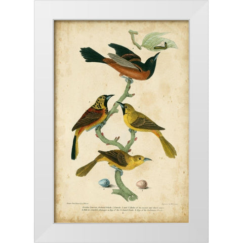 Wilsons Orchard Oriole White Modern Wood Framed Art Print by Wilson, Alexander