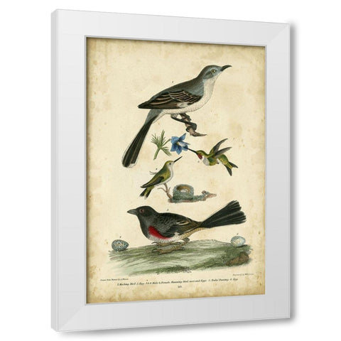 Wilsons Mockingbird White Modern Wood Framed Art Print by Wilson, Alexander