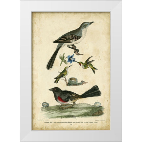 Wilsons Mockingbird White Modern Wood Framed Art Print by Wilson, Alexander