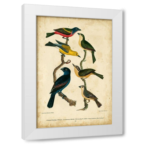 Wilsons Painted Bunting White Modern Wood Framed Art Print by Wilson, Alexander