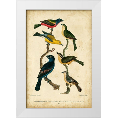 Wilsons Painted Bunting White Modern Wood Framed Art Print by Wilson, Alexander