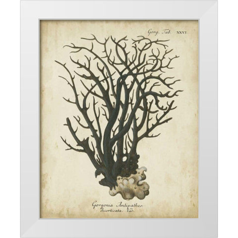 Esper Antique Coral I White Modern Wood Framed Art Print by Esper, Johann