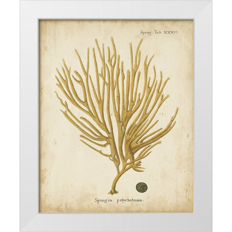 Esper Antique Coral IV White Modern Wood Framed Art Print by Esper, Johann