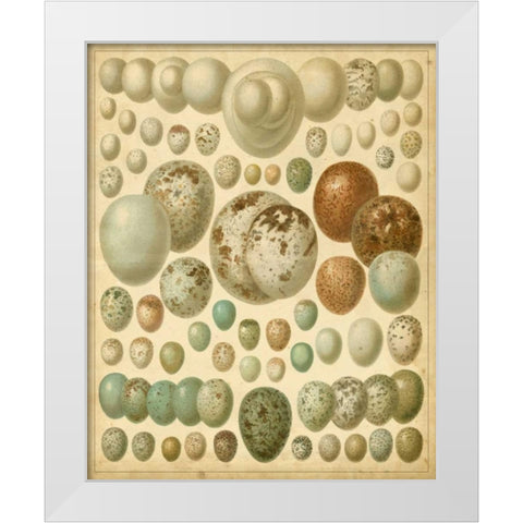 Vintage Bird Eggs I White Modern Wood Framed Art Print by Meyers